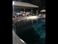 Dancing Dolphin