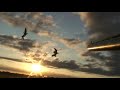 Black cloud devestates geese - heavy hitting barrel cam double Black cloud devestates geese - heavy hitting barrel cam double