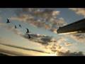 videos de Black cloud devestates geese - heavy hitting barrel cam double