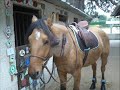 cailloux mon petit cheval, je t\ cailloux mon petit cheval, je t\