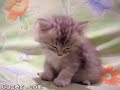 Cute Kitten...