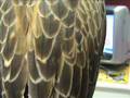Bandas de estrés en aves de cetrería