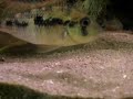Gymnogeophagus sp Cuaro