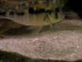 Gymnogeophagus sp Cuaro