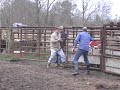 WILD CARD #199 - Coming Yearling Heifer WILD CARD #199 - Coming Yearling Heifer