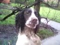 Springer Spaniel Mud Bath view from lounge window Part 3