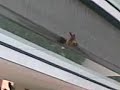 funny shit-bird on an escalator