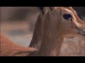 final sahara.FINAL....mov