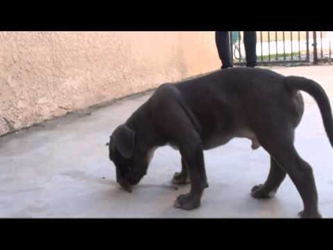 Titan, Male, Outside Playing