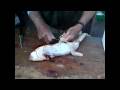 Baby Shark Cleaning in Marsaxlokk fishing village, Malta (High-definition option)