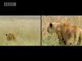 Lions and lionesses hunting in packs in the African wildlife - BBC