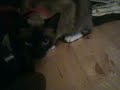 Bella and PSyduck