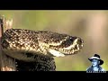 Florida's Venomous Snakes 10/10 - Diamondback Rattlesnake