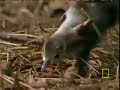 Ducklings fleeing snake