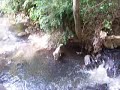 niki rio