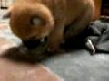 柴犬虎太郎