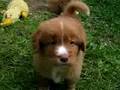 Switch-Maverick-pupp