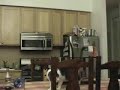 ボール猫動画