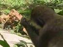 The Gambia:Kairaba:Monkeys The Gambia:Kairaba:Monkeys