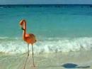 Renaissance Aruba - Marina Hotel & Ocean Suites