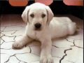Dogs Make the Best Friends! \