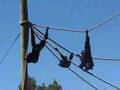 Opice Siamang