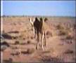 videos de Wüste: unser Bart wächst+Dromedare+zelten am Abgrund, Algerien 1986-08