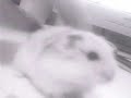 Ebichu ^___^ [Maldito roedor]