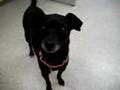 Ethel - AAWL & SPCA __