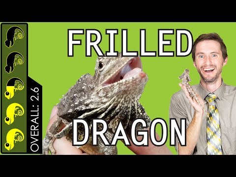 YouTube reptile video