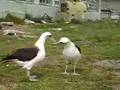 Gooney Birds Dance