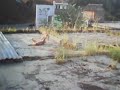 Click here to watch this video kucing kawen lari.3gp