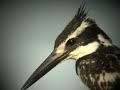 Pied Kingfisher