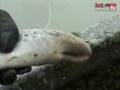 Are You Freakin' Kidding Me!?: Lampreys