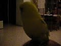 Il Piccolo Puppu