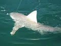 Marco Island - Shark Fishing Marco Island - Shark Fishing