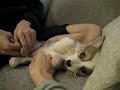 http://minu.me/4220 - Okay, je sais en quoi je veux me réincarner après ma mort.