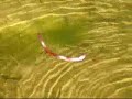 Reagular worm on wiggle rig Reagular worm on wiggle rig
