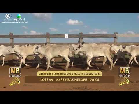 508� LEIL�O VIRTUAL MB LEIL�ES