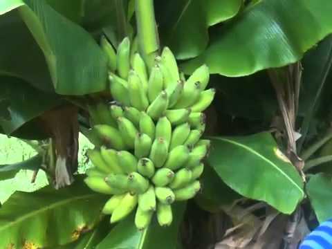 how to harvest apple bananas