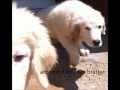 Dogs