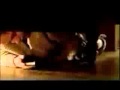  - MovieZen Video