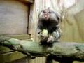 Baby marmoset