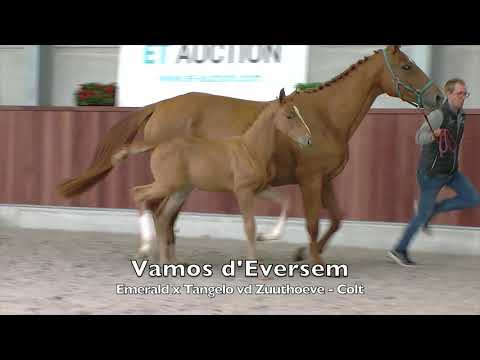 3 yo stallion tangelo x Lys de darmen sold 