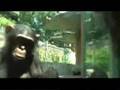 videos de Pee'd On By A Chimp