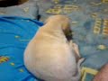 MI CHANCHITO LABRADOR RETRIEVER