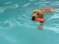 Golden Retriever video