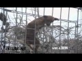 Dog Escape WIN
