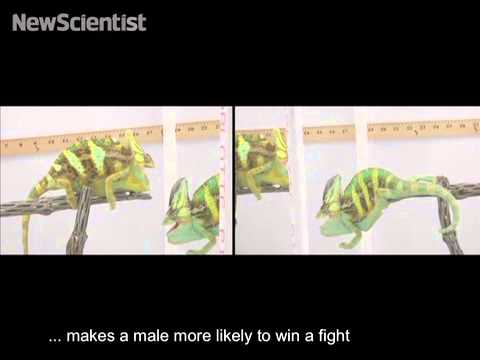 Chameleon colours predict who will win a fight