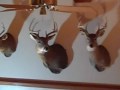 Bucks mounted from previous years on display at Dads house on 11 25 2009 4 of the Bucks Lou 4 of the Bucks RedHead